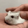 2 Hamstercitos  mov 10