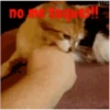 gatitos lindos  ️.mov 12