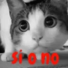 gatitos lindos  ️.mov 13