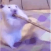 2 Hamstercitos  mov 11