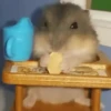 2 Hamstercitos  mov 12