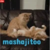 gatitos lindos  ️.mov 14