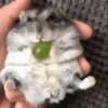 2 Hamstercitos  mov 13