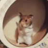 2 Hamstercitos  mov 14