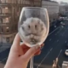 2 Hamstercitos  mov 15