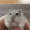 2 Hamstercitos  mov 16