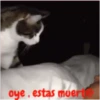 gatitos lindos  ️.mov 16