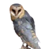 Aves Variado   Mov.1712 12