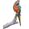 Aves Variado   Mov.1712 13