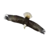 Aves Variado   Mov.1712 15