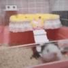 2 Hamstercitos  mov 18