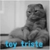 gatitos lindos  ️.mov 17