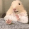 2 Hamstercitos  mov 19