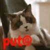 gatitos lindos  ️.mov 19