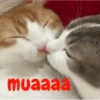 gatitos lindos  ️.mov 20