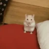 2 Hamstercitos  mov 20