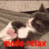 gatitos lindos  ️.mov 22