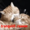 gatitos lindos  ️.mov 23