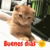 gatitos lindos  ️.mov 24