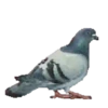Aves Variado   Mov.1712 19