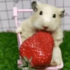 2 Hamstercitos  mov 22