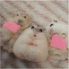 2 Hamstercitos  mov 23