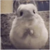 2 Hamstercitos  mov 24