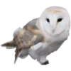 Aves Variado   Mov.1712 22