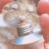 2 Hamstercitos  mov 25