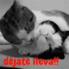 gatitos lindos  ️.mov 25