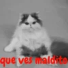 gatitos lindos  ️.mov 26