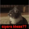 gatitos lindos  ️.mov 27