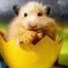2 Hamstercitos  mov 26