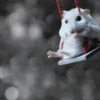 2 Hamstercitos  mov 27
