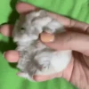 2 Hamstercitos  mov 28