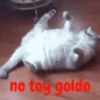 gatitos lindos  ️.mov 28