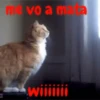 gatitos lindos  ️.mov 29