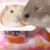 2 Hamstercitos  mov 30