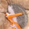 Tender hedgehogs 5