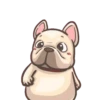 French Bulldog PIGU 5