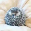 Tender hedgehogs 6