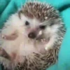 Tender hedgehogs 7
