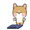 Shiba dog mov. 9