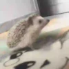 Tender hedgehogs 8