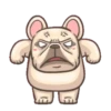 French Bulldog PIGU 12