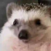 Tender hedgehogs 12
