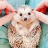 Tender hedgehogs 13