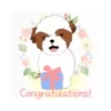 Shih tzu Bruno Mov 7