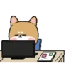 Shiba dog mov. 12