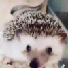 수
